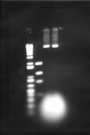 Plasmid DNA gel 6
