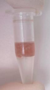 Pink coloured aqueous solution elaborated during DNA extraction protocol