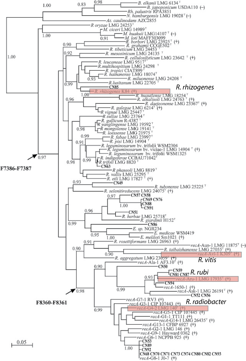 Fig. 1 – A phylogenetic tree of recA sequences modified from Shams et al. 2013 showing the relationship of former Agrobacterium species (indicated in red) to other Rhizobium species